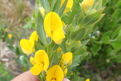 Rafnia elliptica