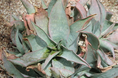 Aloe reynoldsii