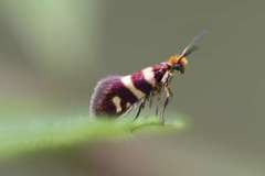 Micropterix allionella