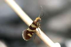 Micropterix allionella