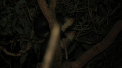 Pseudocheirus occidentalis