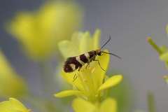 Micropterix allionella