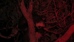 Pseudocheirus occidentalis