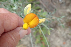 Rafnia elliptica