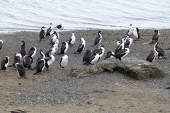 Leucocarbo atriceps albiventer