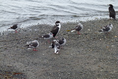 Leucophaeus scoresbii