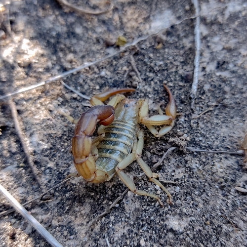 Franckeus nitidulus