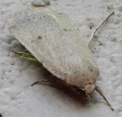 Abagrotis orbis
