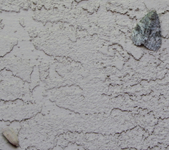 Abagrotis orbis