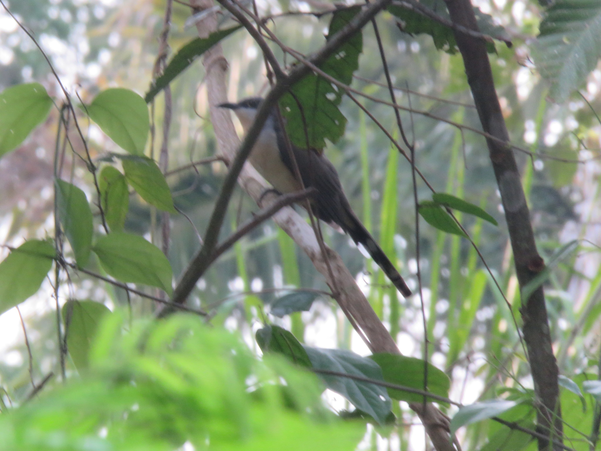 Dark-billed Cuckoo illustration