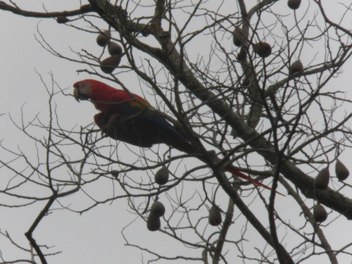 Scarlet Macaw