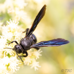 Scolia dubia haematodes