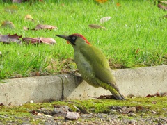 Picus viridis