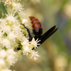 Scolia dubia haematodes