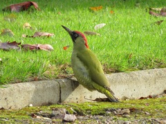 Picus viridis