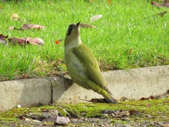 Picus viridis