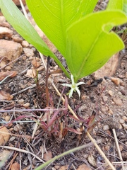 Pygmaeothamnus zeyheri