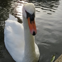 Cygnus olor