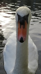 Cygnus olor