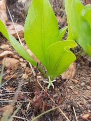 Pygmaeothamnus zeyheri