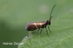 Micropterix aruncella