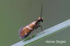 Micropterix aruncella