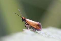 Micropterix aruncella