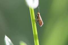 Micropterix aruncella