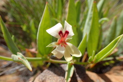 Pelargonium lanceolatum