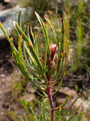 Protea canaliculata
