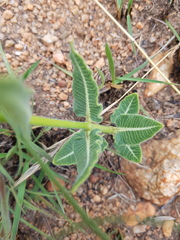 Asclepias fallax