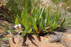 Pelargonium lanceolatum