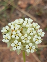 Asclepias fallax