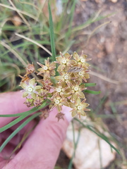 Asclepias brevipes