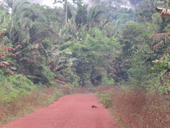 Dasyprocta variegata