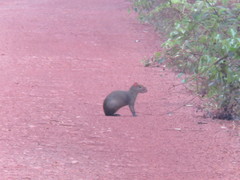 Dasyprocta variegata