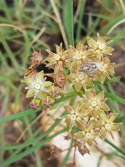Asclepias brevipes