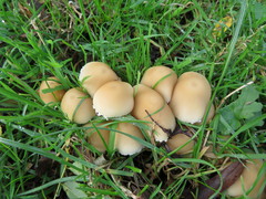 Psathyrella
