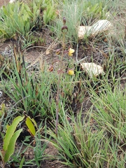 Eulophia tuberculata