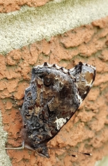 Vanessa atalanta