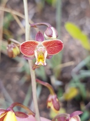 Eulophia tuberculata