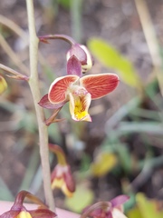 Eulophia tuberculata