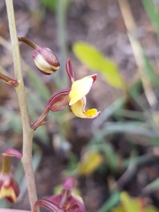 Eulophia tuberculata