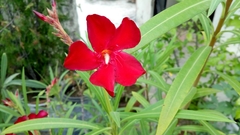 Nerium oleander