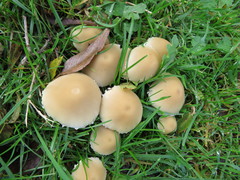 Psathyrella