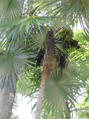Coccothrinax readii