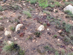 Lannea edulis edulis