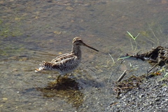 Gallinago magellanica