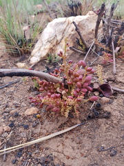 Lannea edulis edulis