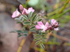 Indigofera cerasiflora